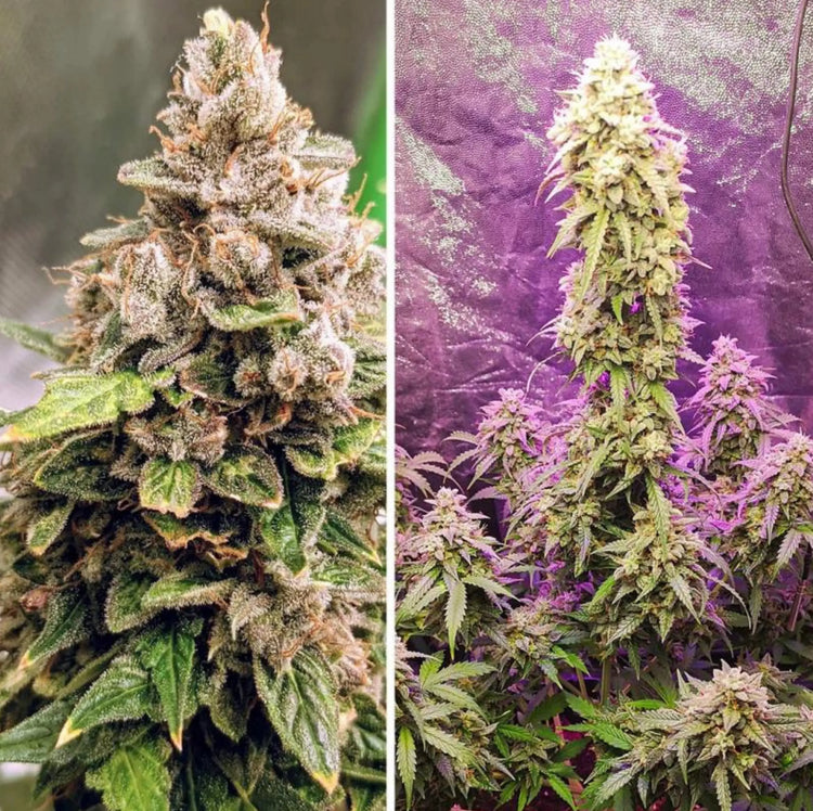 Auto Euforia: Eine robuste, ertragreiche und euphorisierende Autoflower Knybbler