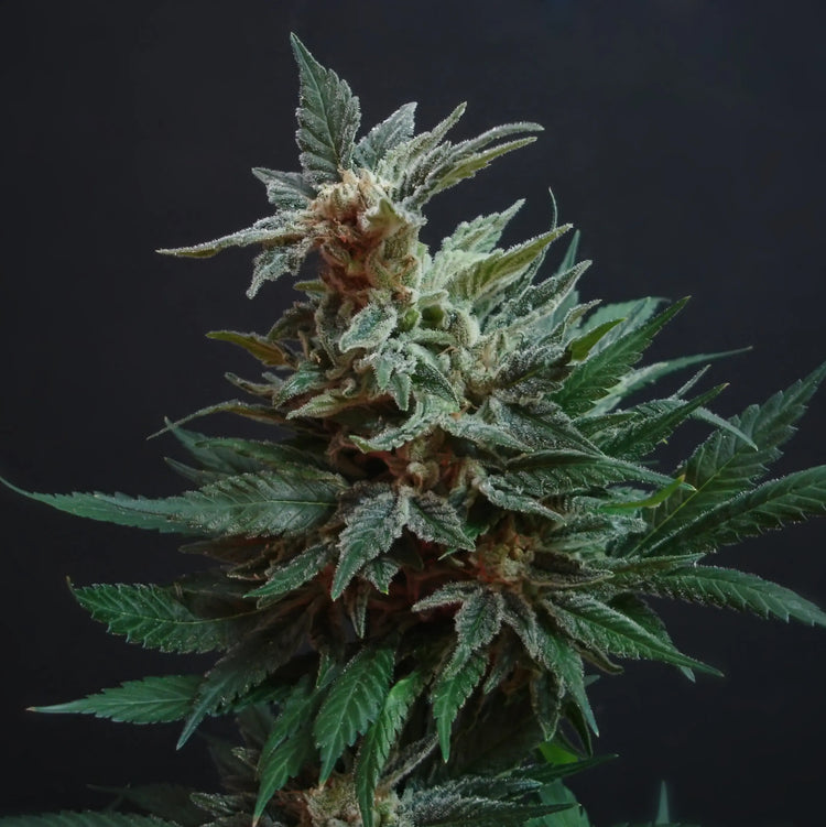 Auto Orange Bud: Ein Meisterwerk der Cannabiszucht Knybbler