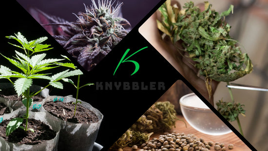 Komplettes Cannabis Grower Starter Kit: Indica, Sativa, Hybrid – Einfach Zuhause Anbauen