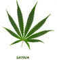 Komplettes Cannabis Grower Starter Kit: Indica, Sativa, Hybrid – Einfach Zuhause Anbauen Knybbler