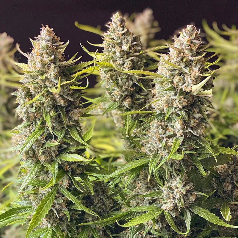 Auto Orange Bud: Ein Meisterwerk der Cannabiszucht Knybbler