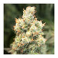 Auto Orange Bud: Ein Meisterwerk der Cannabiszucht Knybbler