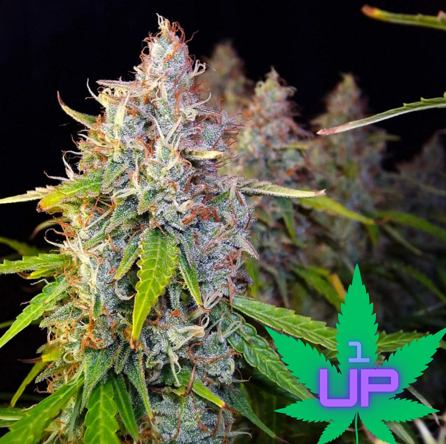 Auto Purple OG Punch: Die majestätische Autoflower-Indica Knybbler