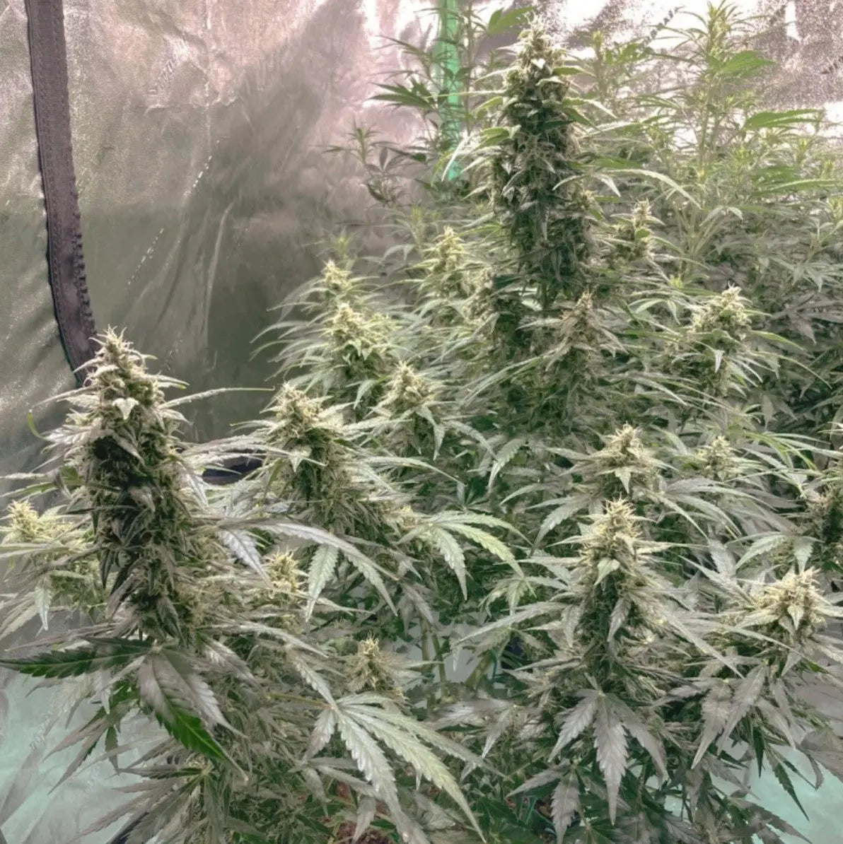 Auto AK Triple Haze: Die nächste Generation von Autoflowering Samen Knybbler