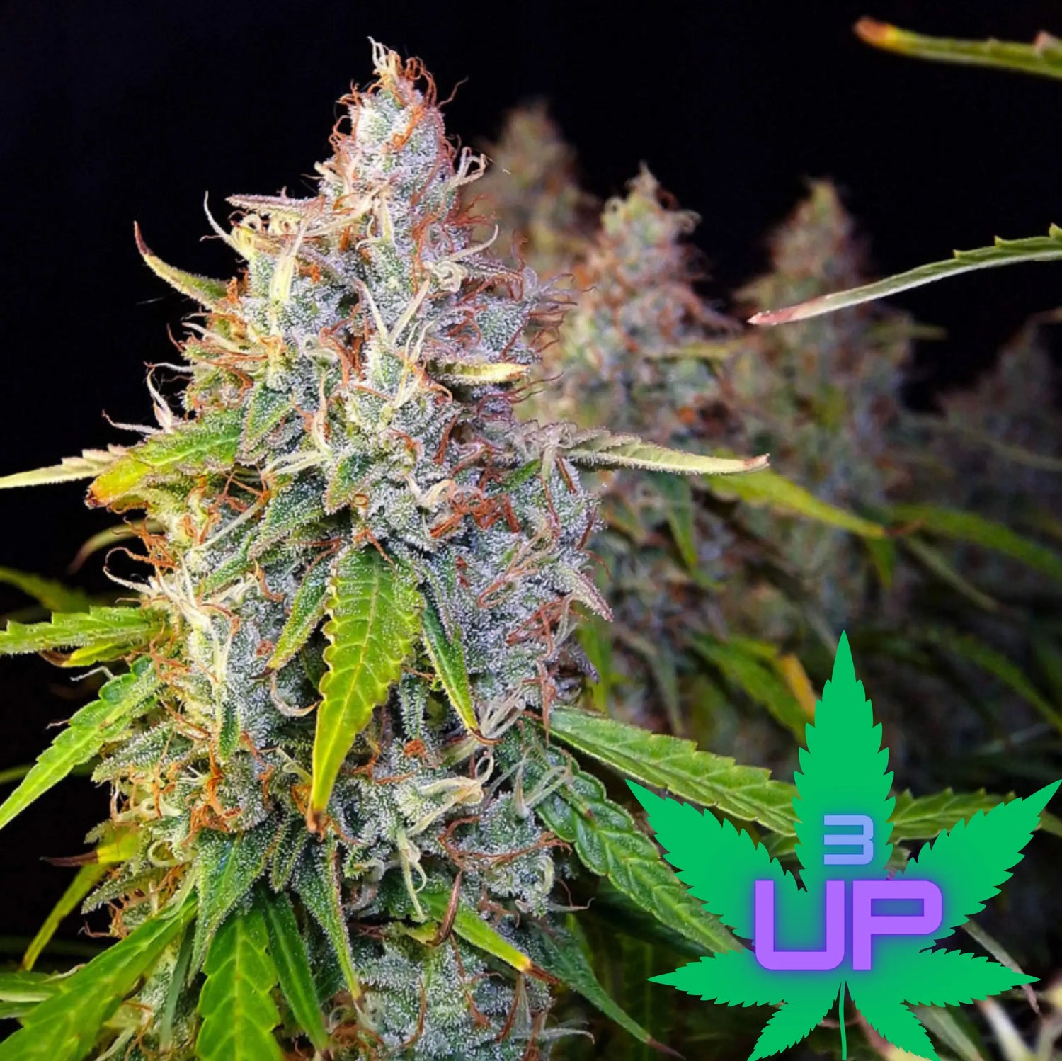 Auto Purple OG Punch: Die majestätische Autoflower-Indica Knybbler