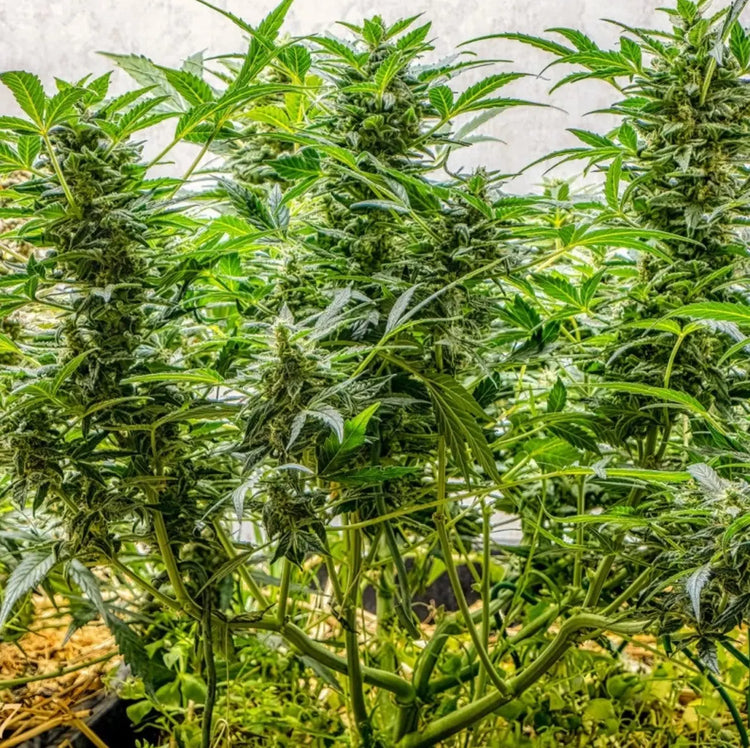 Auto AK Triple Haze: Die nächste Generation von Autoflowering Samen Knybbler