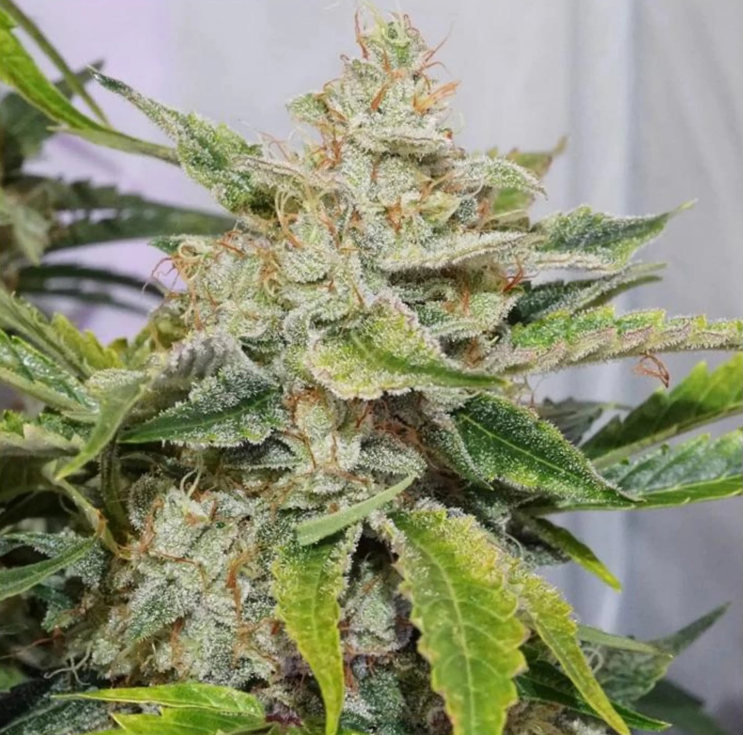 Auto Skywalker Haze: Entdecke die Stärkste Autoflower Knybbler