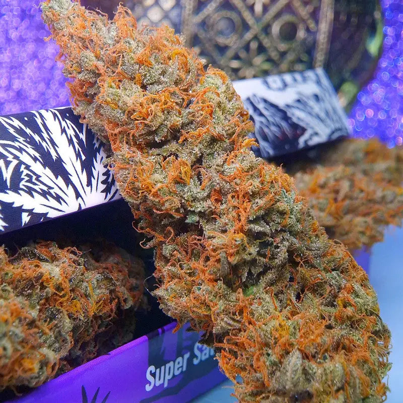 Auto Purple OG Punch: Die majestätische Autoflower-Indica Knybbler