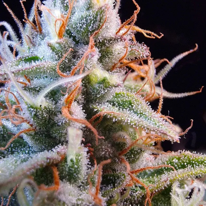 Auto Purple OG Punch: Die majestätische Autoflower-Indica Knybbler