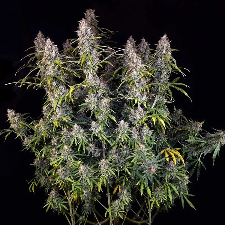 Auto Purple OG Punch: Die majestätische Autoflower-Indica Knybbler