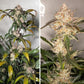 Auto Trichome & Cream: Eine Revolution im Autoflowering-Cannabis Knybbler