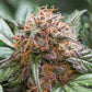 Auto Trichome & Cream: Eine Revolution im Autoflowering-Cannabis Knybbler