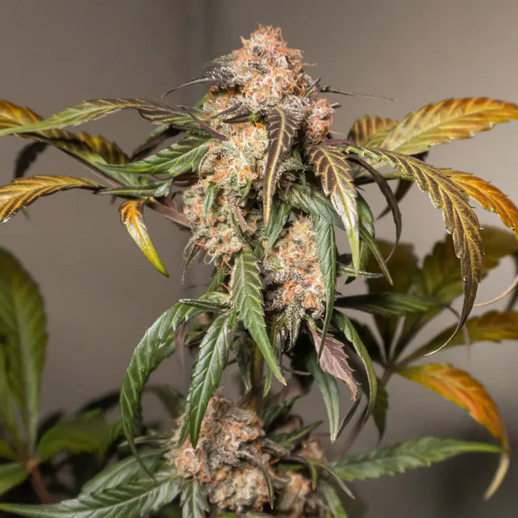 Auto Trichome & Cream: Eine Revolution im Autoflowering-Cannabis Knybbler